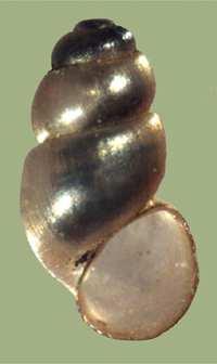 naticoides - kamolep říční, 8
