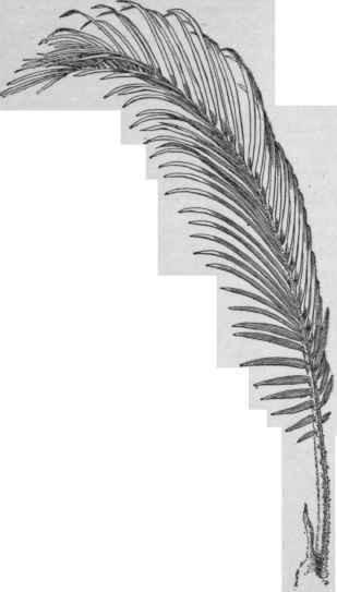 Řád: Cycadales cykasy Čeleď: Cycadaceae