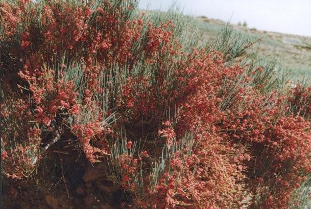 Ephedra (44) Welwitschia