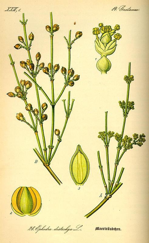 Řád: Gnetales liánovce Čeleď: Ephedraceae