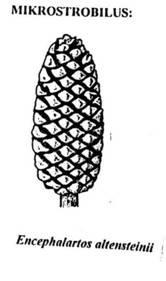 Řád: Cycadales cykasy recentní jen dvoudomé, fosilní