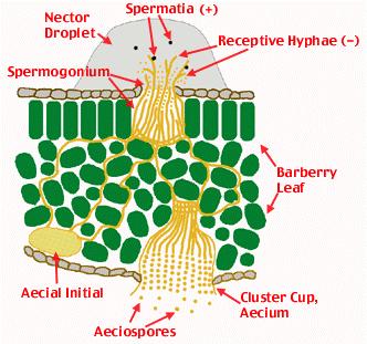 (Puccinia