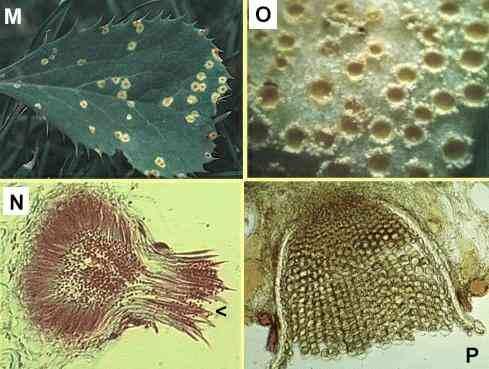 Spermogonium a aecium