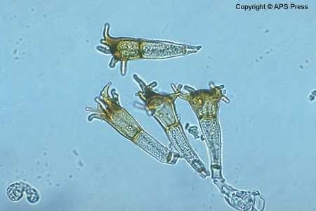 ) Př: Na Krušině olšové můžete najít mikrocyklickou rez (Puccinia mesnierana) pouze ve formě telií, teliospory jsou výrazné s výrůstky.
