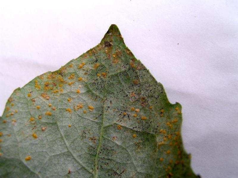 Melapsora larici