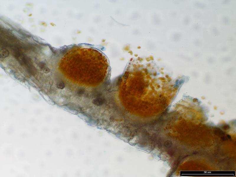 Puccinia obscura