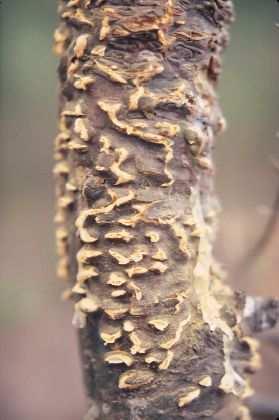 ) (vytrvalé mycelium Peridermium sp nebo Endocronartium sp.