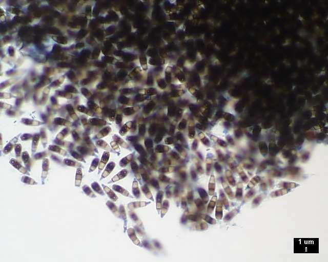 Ficaria verna (Orsej