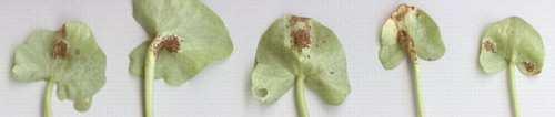 Teliospory-Phragmidium