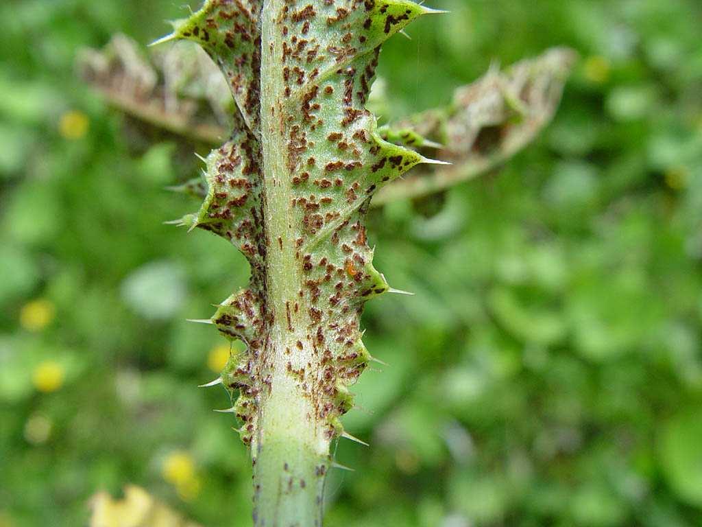 Puccinia punctiformis Rez