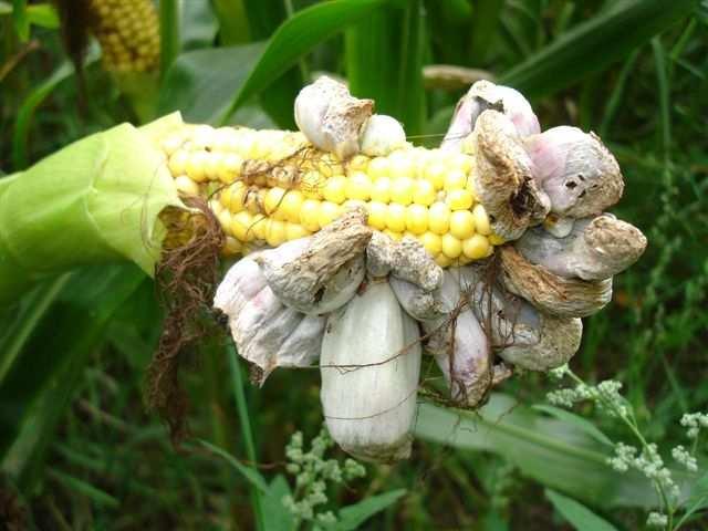Ustilago