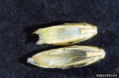 Tilletia