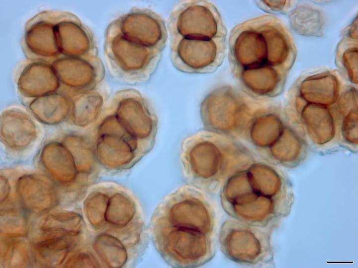 Rod: Urocystis spp.