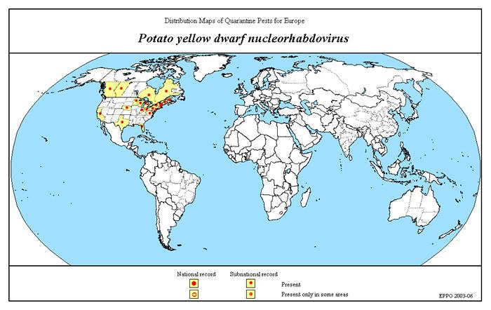 Potato yellow dwarf virus Rhabdoviridae, Cytorhabdovirus popsán 1922, -ssrna, baciliformní 227x68 nm přenos: