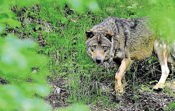 Potvrdil to systematický monitoring velkých šelem, který spomocí dobrovolníků zvlčích hlídek provádí Hnutí Duha ve spolupráci sagenturou ochrany přírody akrajiny ČR Správou CHKO Beskydy.