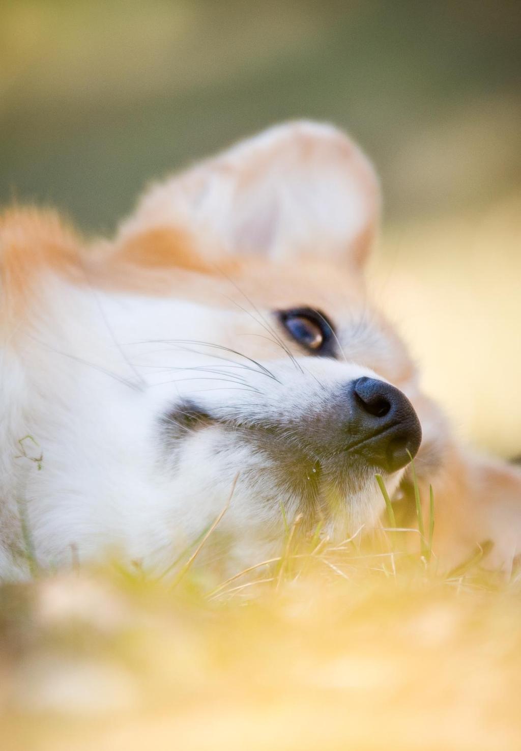 WELSH CORGI