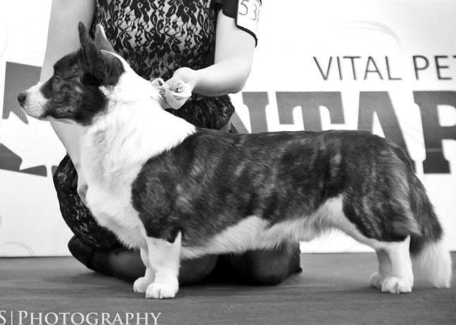 moravany maj: Alena Vaníčková, Těpeře E6, 468 22 Železný Brod WELSH CORGI CARDIGAN PSI DIRTY DANCER KASMIR MORAVIA VI 4 A