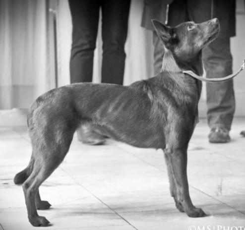 AUSTRALSKÁ KELPIE PSI EFFECTIVE BLACK MOUNT MCKINKEY I A L4 M2 O3-vzadu k.v. 50 cm chovný nar: 31. 1.