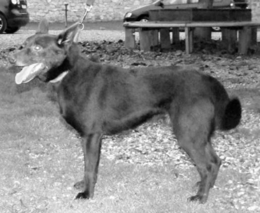 Erbenová, Nepasice 48, Třebechovice p. Orebem 503 46 VINNY III A B3 J4 k.v. 47 cm chovný nar: 22.10.
