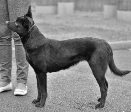 DIZZY DAY DEVIL OF HIGHLAND III A H2 k.v. 47 cm chovná nar: 28. 3. 2012 o: Gucci Kelpiebrink m: Belle Neffie z Lhotecké linie chov: Martina Kalábová, Na Kopci 3, Jihlava maj.