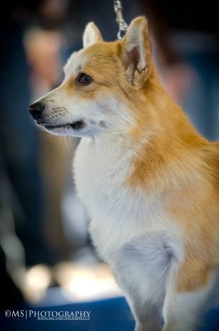 ARTUSH ROYAL CORGIS
