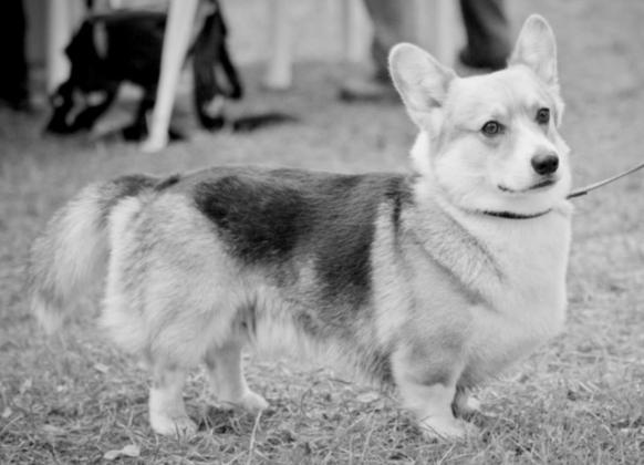 BONITOVANÍ PSI A FENY V R. 2014 WELSH CORGI PEMBROKE PSI ALBERT OD AZALKY Z VELVAR IV 4 A C2 G6 H2-krátká CH1 L7,8 O3 k.v.