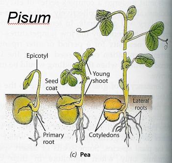 asimilačních listů dělohy zasychají epigeické klíčení fazolu (Phaseolus) klíčení hypogeické (dub, ořešák, někt.