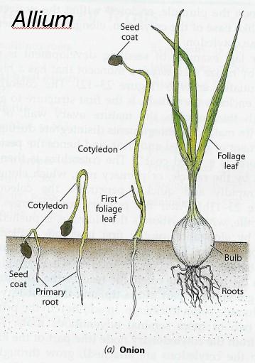 epigeické klíčení cibule (Allium) Klíčení jednoděložných rostlin klíčení epigeické (např.