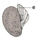 (Euphorbia) zbujením raphe vzniká krista (Chelidonium) http://botanicavirtual.udl.