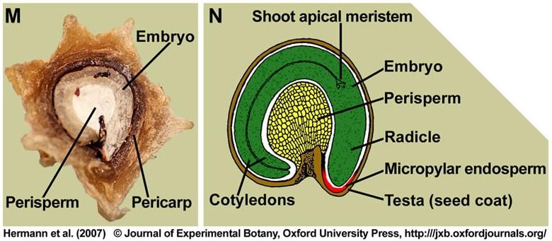Vyživovací funkci během embryogeneze a při klíčení semen plní různá pletiva vnitřním živným pletivem v semeni je endosperm, vyvíjející se po oplození sekundárního jádra zárodečného vaku obsahuje