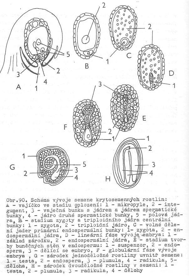 Slavíková 1984: Morfologie rostlin Embryogeneze v semeni se nejprve rozvíjí osemení a endosperm, teprve poté dochází k formování zárodku (= embrya, jež má v tomto stadiu již zajištěnu ochranu i