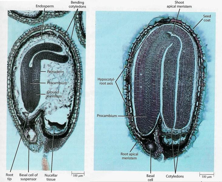 na straně, obalen koleoptile radikula kořínek, poblíž suspenzoru, orientován k mikropyle (=>