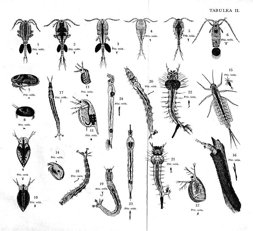 1850 1870 1890 1900 1930 1960 1974 1979 1984 1990 2009 Šusta zavedl do rybníkářství moderní metody založené na vědeckém poznání a pochopení úlohy potravního řetězce.