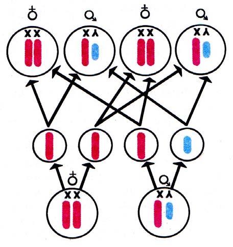 2. Pohlavní chromozomy Pravděpodobně se vyvinuli ze sex determinovaných polygenů a) drosofila (samice je XX a samec je XY) b) abraxa (samice je WZ a samec je ZZ) Důkazem těchto chromosomů: Vazba