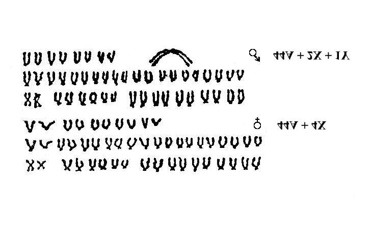 4) XX samice a XO samčí systém determinace pohlaví příklad - Sternotyx diaphana 5) Několikanásobné (multiple) pohlavní chromozomy příklad - Megupsilon aporus (Cyprinodontidae) 6) Vliv