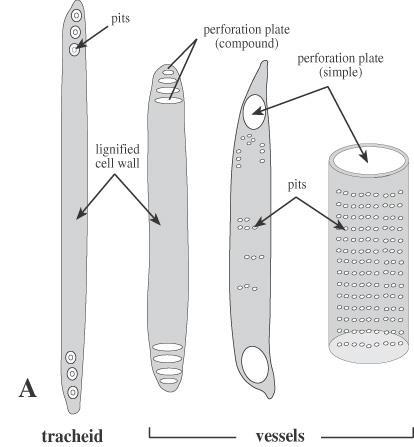 Tracheary Elements