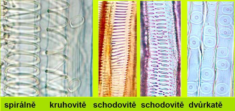 Primární a sekundární vodivá pletiva Tracheary Elements http://www.botanika.upol.