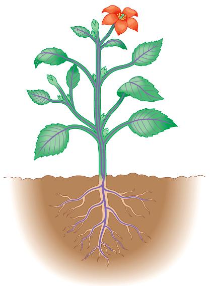 Interdependent systems roots depend on sugars produced by photosynthetic leaves