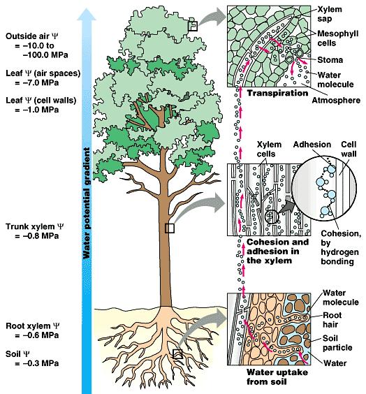 Xylem brings water up