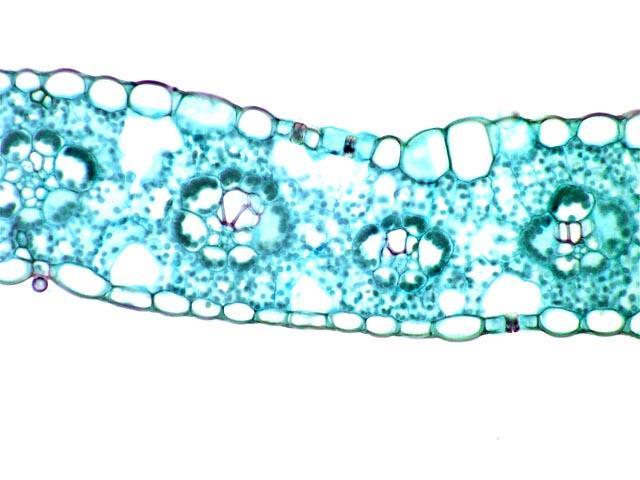 cross section of a monocot leaf