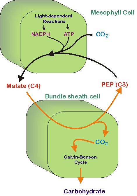 sheath cells (ii) employing two CO 2 fixation enzymes Ribulose