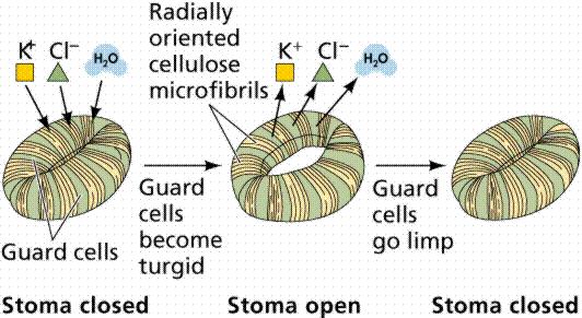 Glucose