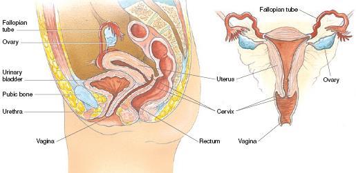 Vnitřní ženské pohlavní ústrojí