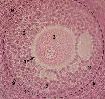 1 folliculus secundarius 2 folliculocyti 3