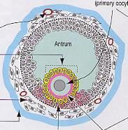 epitel = granulóza (granulosa) oocyt umístěn periferně (cumulus oophorus) a obklopen zona pellucida a dále vně granulózovými buňkami (corona