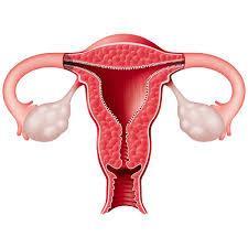 Děloha = Uterus (Metra, Hystera) 8 cm, dutý orgán se silnou svalovou stěnou vývoj zárodku a plodu menstruační cyklus části: fundus corpus cornu dx.