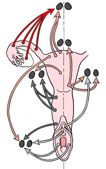 Děloha mízní odtok: 2 dělení podle topografie uzlin n.l.lumbales fundus et corpus n.l.iliaci interni (externi, communes) corpus, isthmus et cervix n.l.sacrales isthmus, cervix (n.