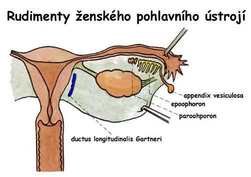 Vývojové rudimenty ženy epoophoron Rosenmülleri v mesosalpinx - ductuli transversi