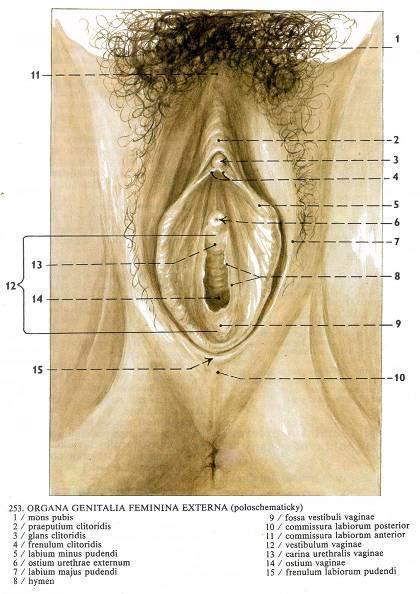 Organa genitalia feminina externa (pudendum femininum, vulva) = rodidla vulva = lůno mons pubis = hrma (Venušin