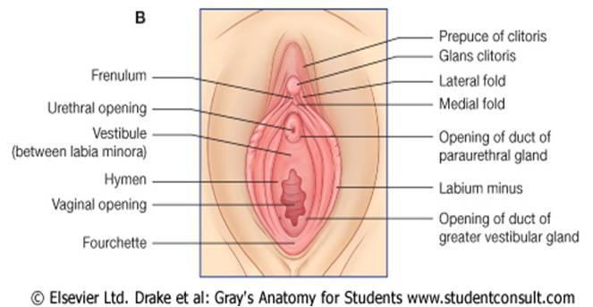 Poševní předsíň Vestibulum vaginae ostium urethrae